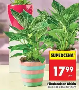 Biedronka Filodendron Birkin oferta