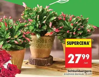 Biedronka Schlumbergera oferta