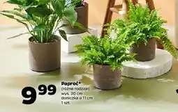 Netto Paproć oferta