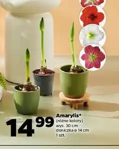Netto Amarylis oferta