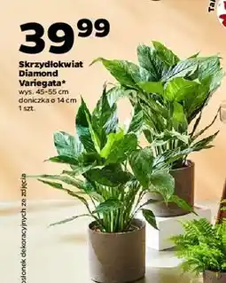 Netto Skrzydłokwiat diamond oferta