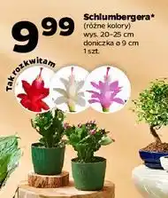 Netto Schlumbergera oferta