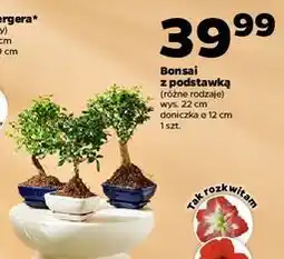 Netto Bonsai oferta