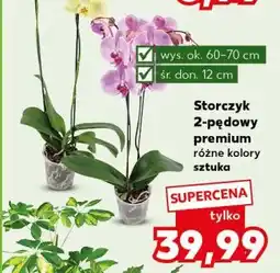 Kaufland Storczyk 2-pędowy oferta