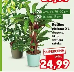 Kaufland Szeflera oferta