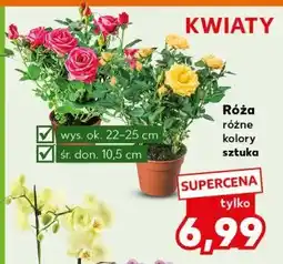 Kaufland Róża 10.5 cm oferta