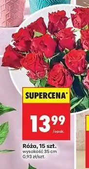 Biedronka Róże oferta
