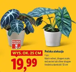 Lidl Alokazja silver dragon oferta