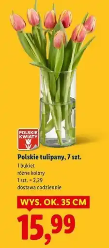 Lidl Tulipany oferta