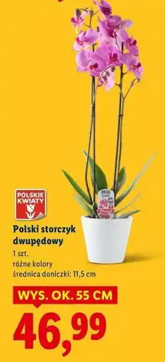 Lidl Storczyk dwupędowy 11.5 cm oferta