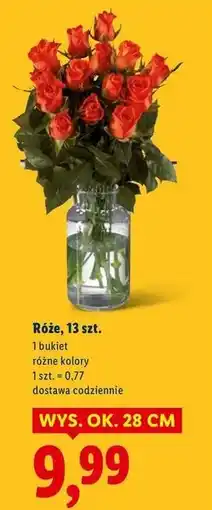 Lidl Róże oferta
