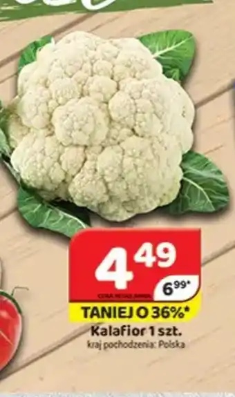 Delfin Kalafior oferta