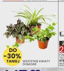 Wafelek Wszystkie kwiaty domowe oferta