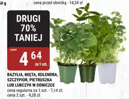 bi1 Bazylia, mięta, kolendra, szczypior, pietruszka lub lubczyk w doniczce oferta