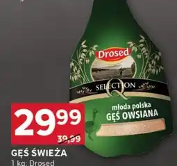 Stokrotka Optima Gęś Drosed oferta