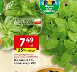 Auchan Bio bazylia XXL lub bio mięta XXL oferta