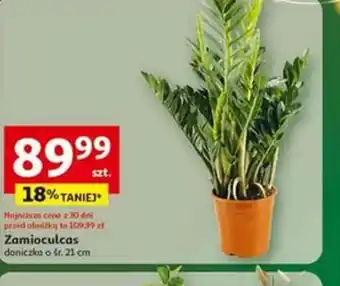 Auchan Zamioculcas oferta