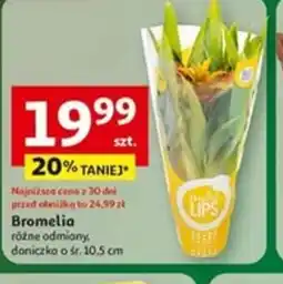 Auchan Bromelia oferta
