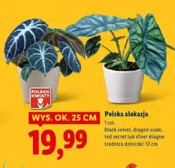 Lidl Polska alokazja oferta