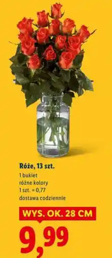 Lidl Róże oferta