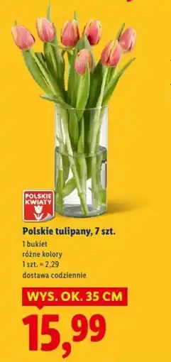 Lidl Polskie tulipany oferta