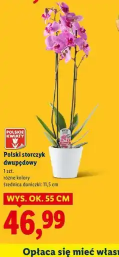 Lidl Polski storczyk dwupędowy oferta