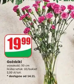 Dino Goździki oferta