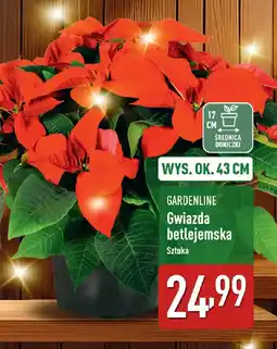 ALDI GARDENLINE Gwiazda betlejemska oferta