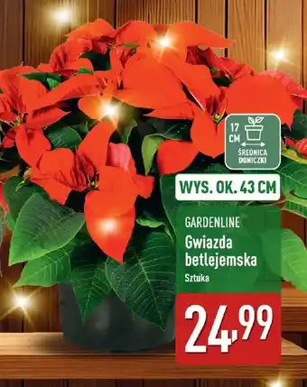 GARDENLINE Gwiazda betlejemska