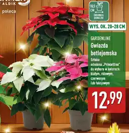 ALDI GARDENLINE Gwiazda betlejemska oferta