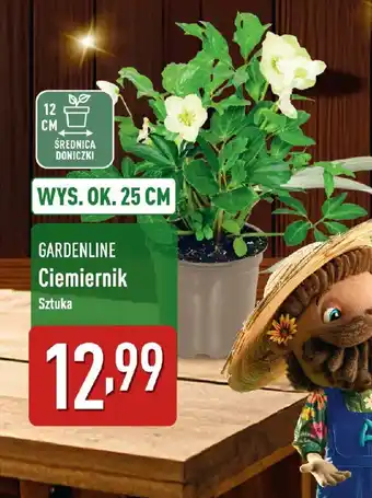GARDENLINE Ciemiernik