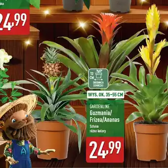 GARDENLINE Guzmania/ Frizea/Ananas