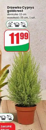 Dino Cyprys goldcrest 30-35cm w don. 12cm oferta