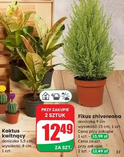 Dino Fikus oferta