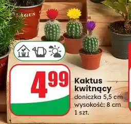 Dino Kaktus kwitnący don. 5.5 cm oferta