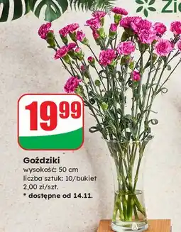Dino Goździki 50 cm oferta