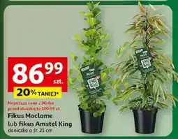 Auchan Fikus amstel king oferta