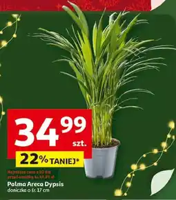 Auchan Palma areca don. 17 cm oferta