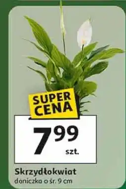 Auchan Skrzydłokwiat don. 9 cm Rim Kowalczyk oferta