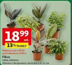 Auchan Fikus benjamina śr. doniczki 12 cm oferta