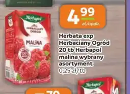 Gama Herbata exp Herbaciary Ogród oferta