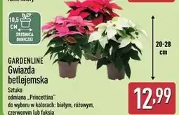 ALDI Gwiazda betlejemska Gardenline oferta