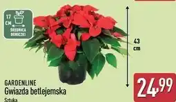 ALDI Gwiazda betlejemska 43 cm Gardenline oferta