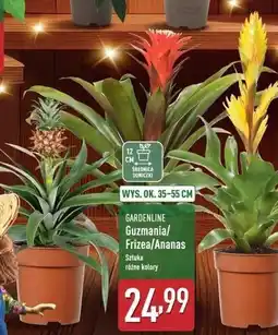 ALDI Ananas 35-55 cm Gardenline oferta