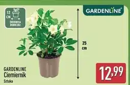 ALDI Ciemiernik don. 12 cm Gardenline oferta