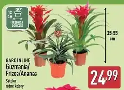 ALDI Guzmania 12 cm Gardenline oferta