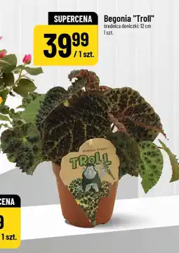Polomarket Begonia 'Troll' oferta