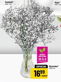 Polomarket Gipsówka (bukiet - 5 szt.) oferta