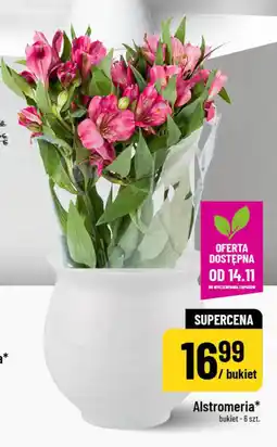 Polomarket Alstromeria (bukiet - 6 szt.) oferta