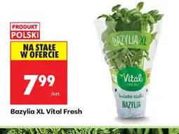 Biedronka Bazylia oferta